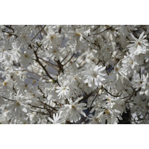 Magnólia hviezdicokvetá (Magnolia stellata) ´ROYAL STAR´ - výška 80-100 cm, kont. C5L (-24°C)